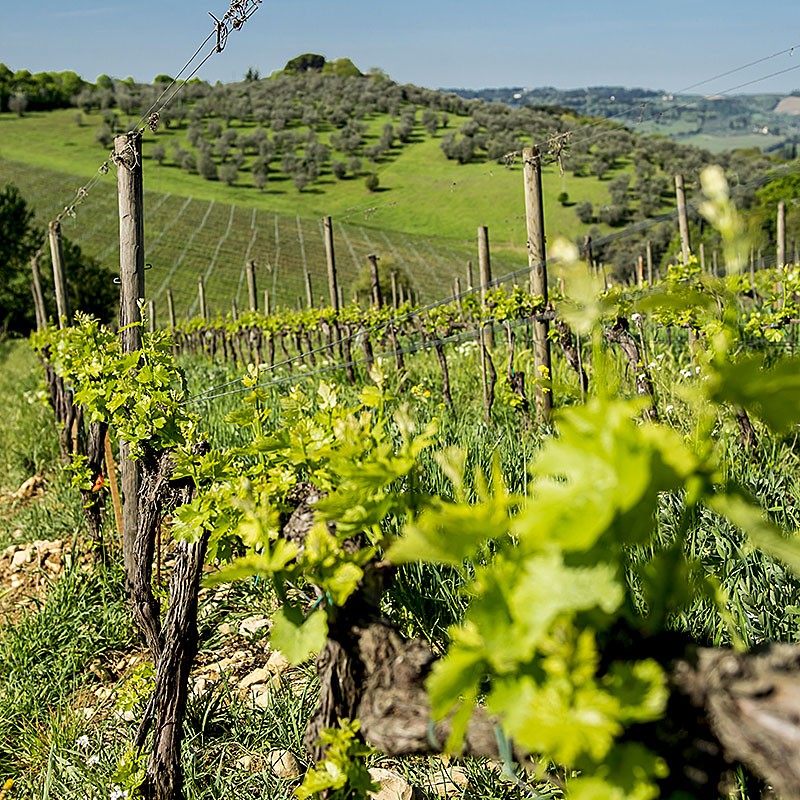 Chianti_Safari