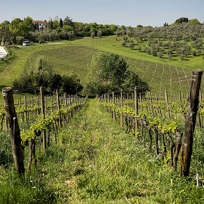 Chianti_Safari
