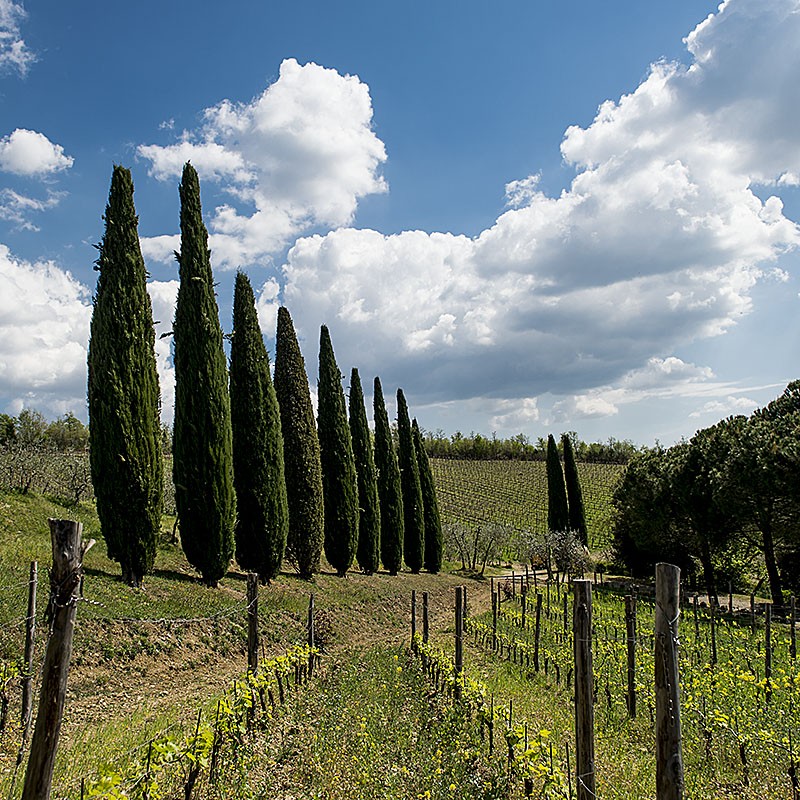Chianti_Safari