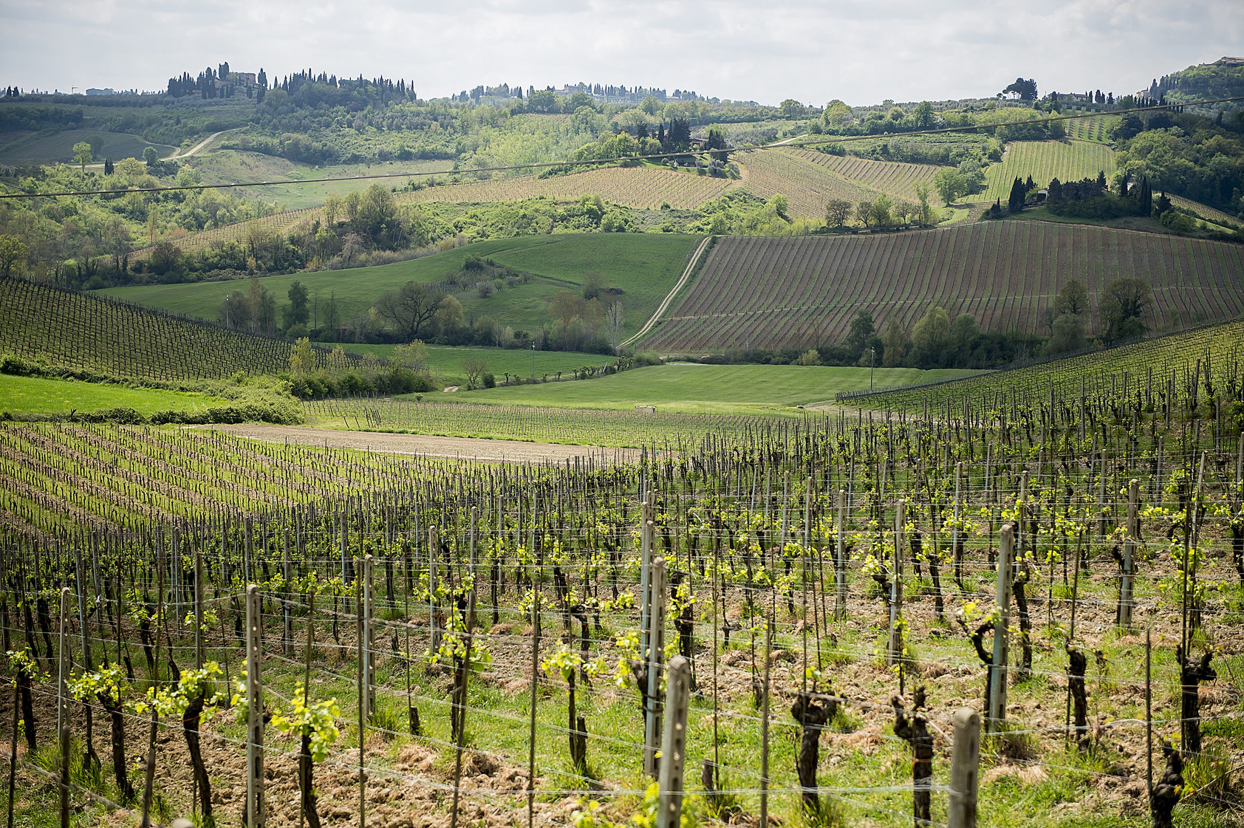Chianti_Safari