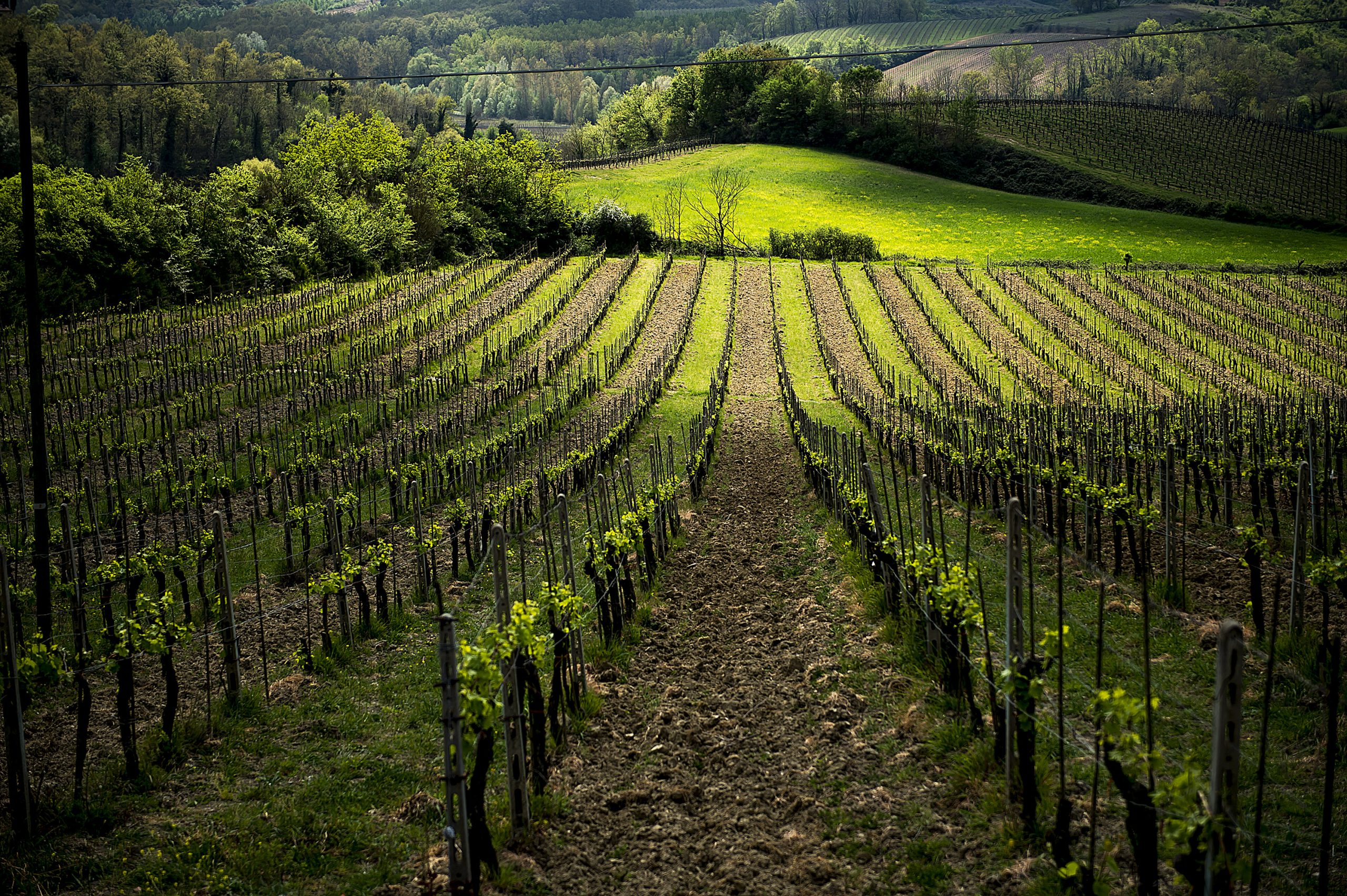 Chianti_Safari