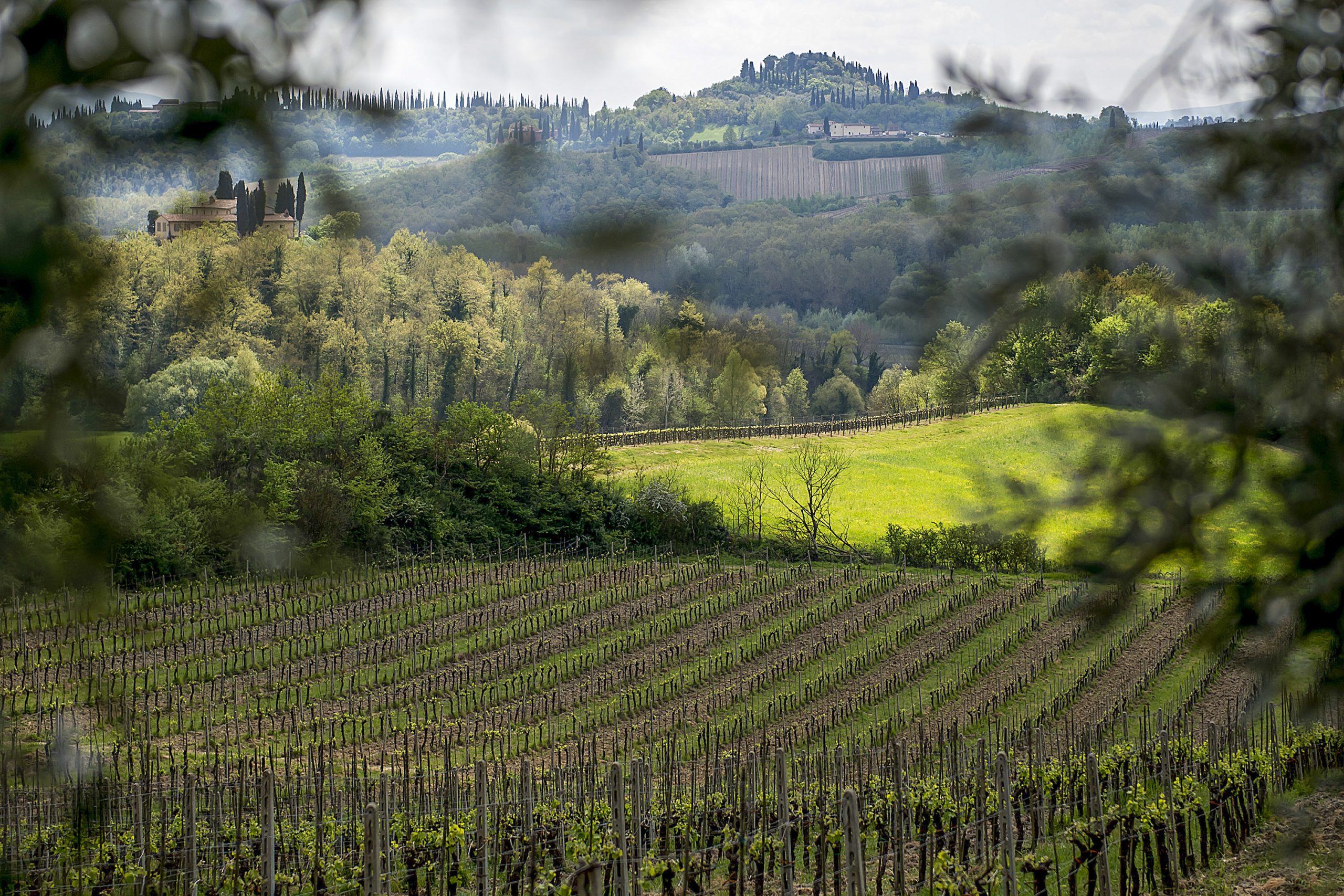Chianti_Safari