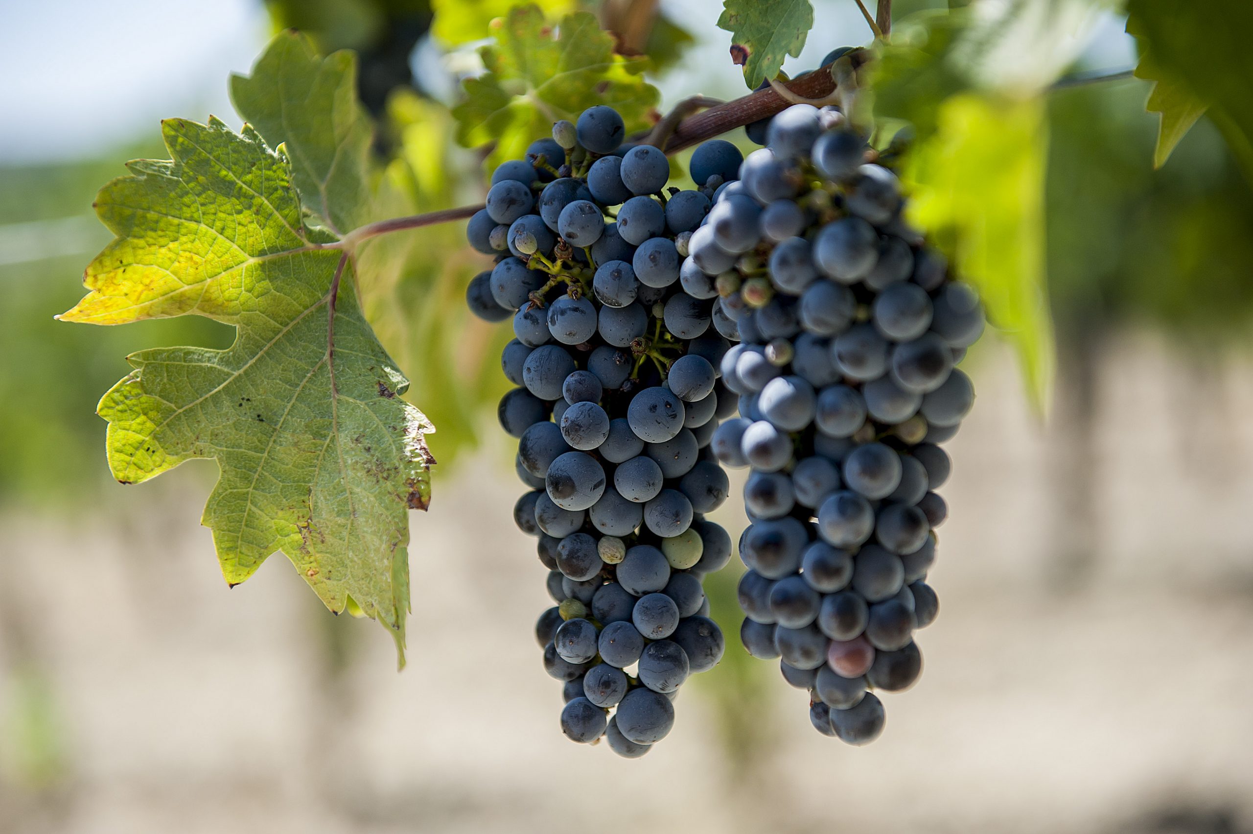 Chianti_Safari