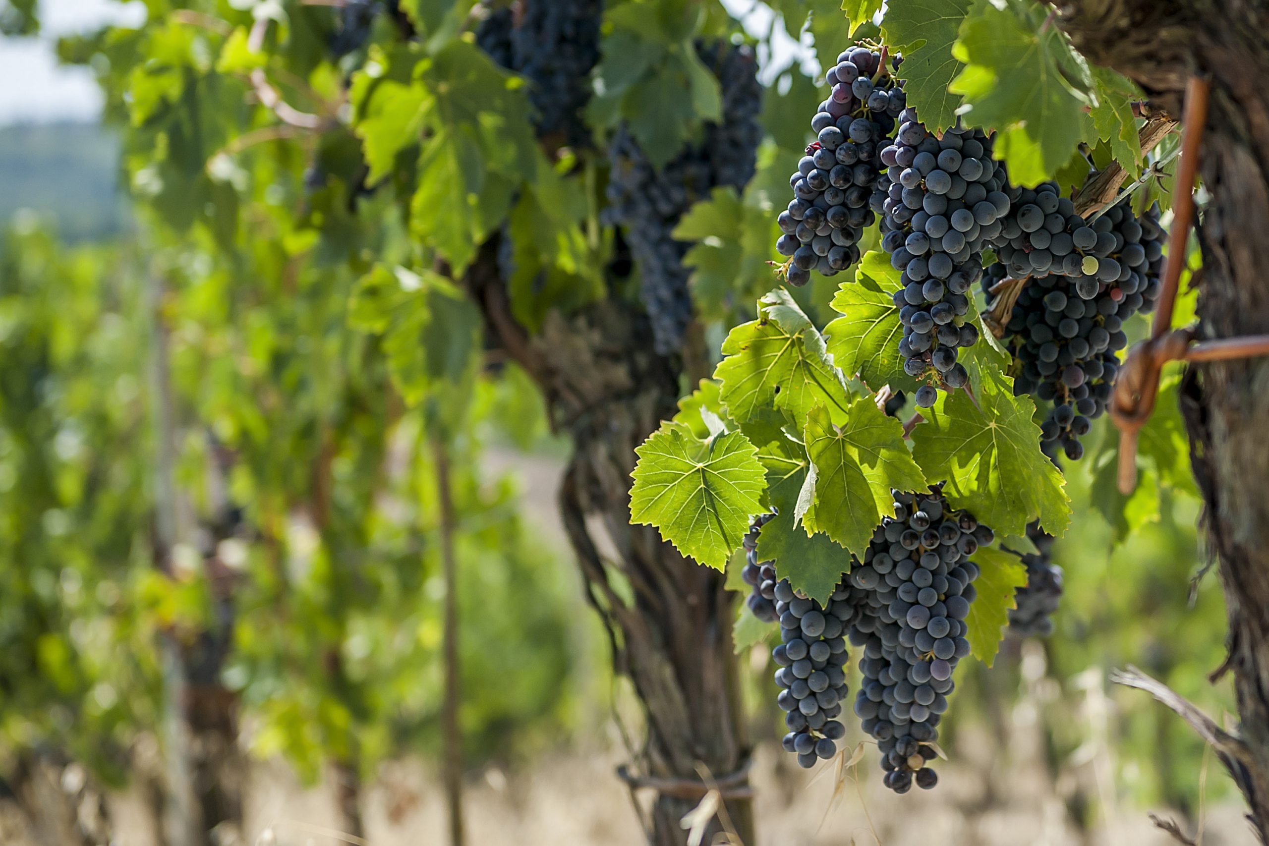 Chianti_Safari