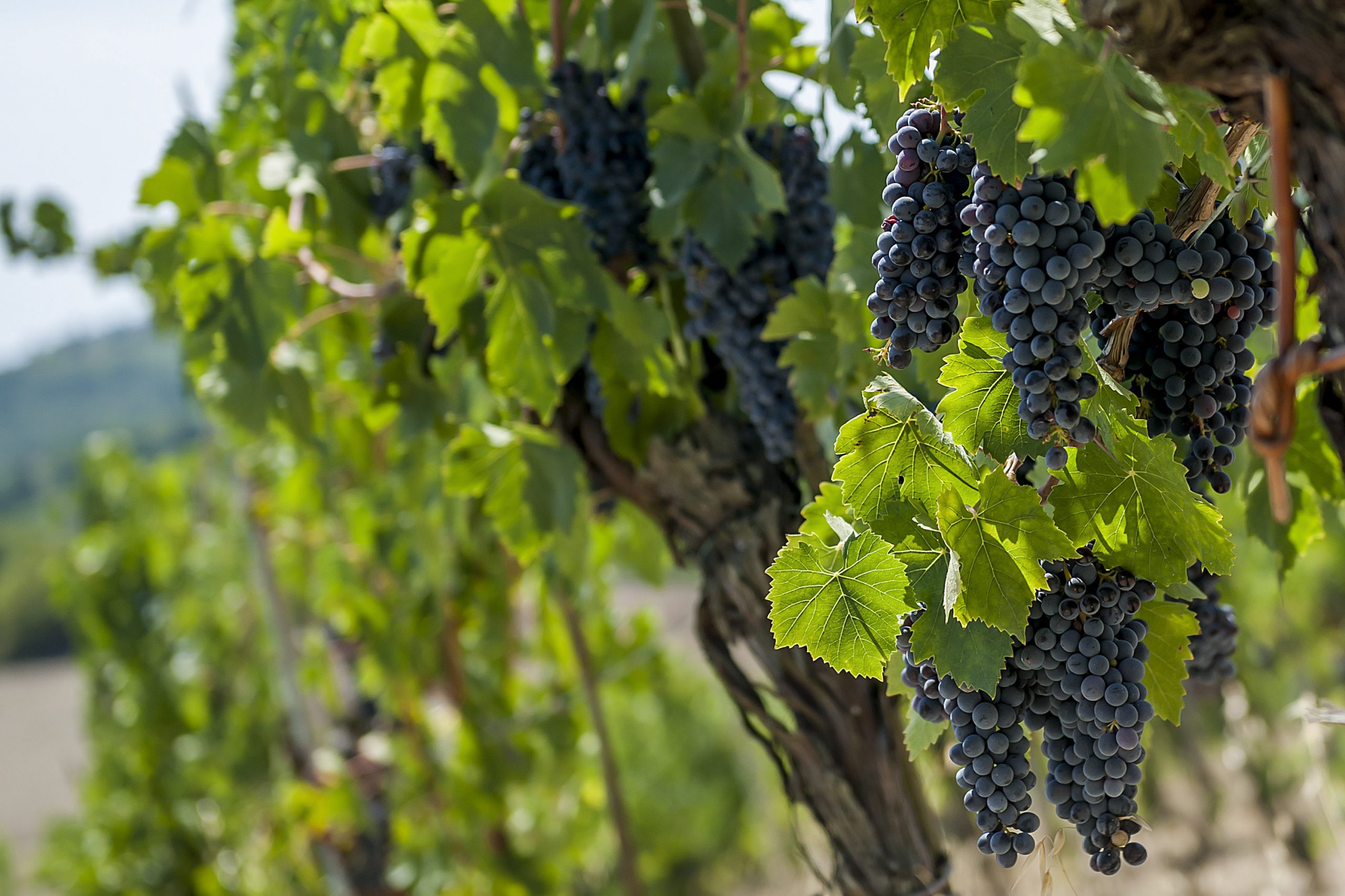Chianti_Safari